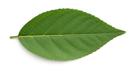 A single vibrant green leaf with clear veins on a clean white background.