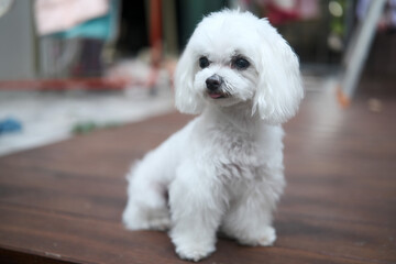 white miniature Multese puppy dog 