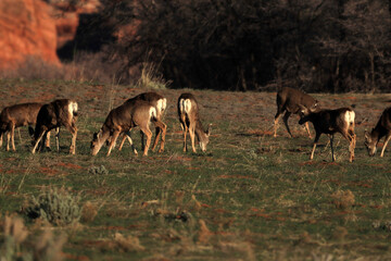 Several deer in close-up, grazing in a meadow.