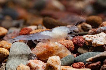 Stygobitic shrimp Typhlatya miravetensis in Ullal de Miravet (Valencia, Spain)