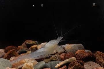Stygobitic shrimp Typhlatya miravetensis in Ullal de Miravet (Valencia, Spain)