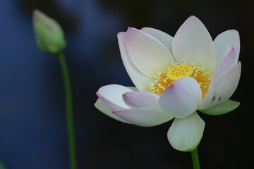 Fototapeta premium 神聖な花