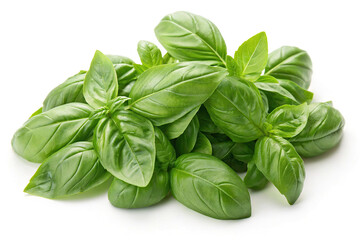 Fresh green basil leaves isolated on white background