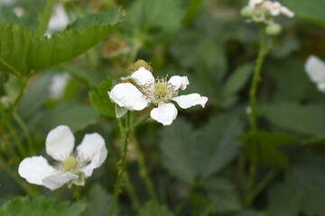 Blackberry flowers blooming in the garden, Beautiful in spring bloom garden. Blackberry bush with white flowers, Blossoming blackberry bush and bee, sunny spring day, Chakwal, Punjab, Pakistan