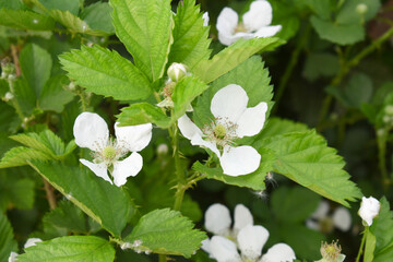 Blackberry flowers blooming in the garden, Beautiful in spring bloom garden. Blackberry bush with white flowers, Blossoming blackberry bush and bee, sunny spring day, Chakwal, Punjab, Pakistan