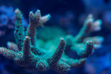 Macro Close Up of Acropora SPS Coral Polyps Branching in Underwater Marine Reef Biodiversity