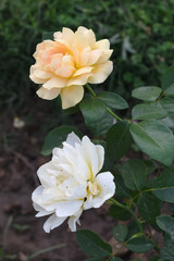 Beautiful white yellow rose flower closeup in garden, A very beautiful white yellow rose flower bloomed on the rose tree, Rose flower closeup, bloom flowers, Natural spring flower floral background