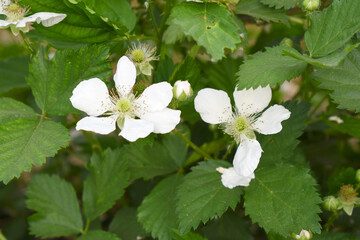 Blackberry flowers blooming in the garden, Beautiful in spring bloom garden. Blackberry bush with white flowers, Blossoming blackberry bush and bee, sunny spring day, Chakwal, Punjab, Pakistan