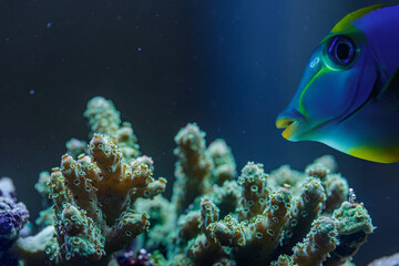 Blue Tang Fish and Pocillopora SPS Stony Coral Macro Marine Life in Aquarium Reef Closeup
