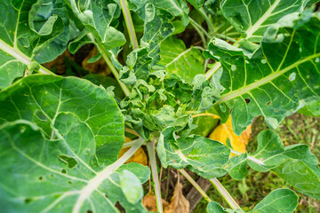 Leaves of growing Brussels sprouts eaten by pests, close-up
