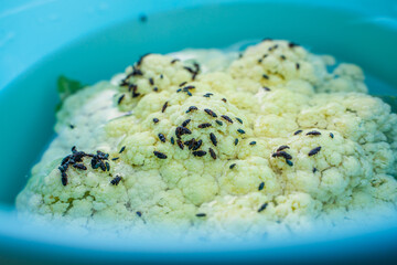Cauliflower with beetle pests close up. Cauliflower inflorescence and a lot of black beetles...