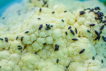Cauliflower with beetle pests close up. Cauliflower inflorescence and a lot of black beetles...