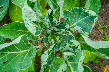 Leaves of growing Brussels sprouts eaten by pests, close-up