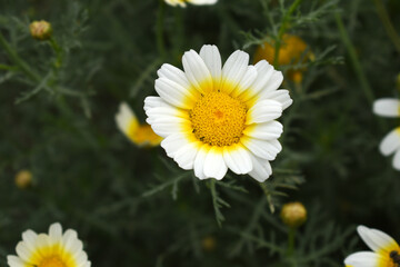 Obraz premium White Yellow Crown Daisy, Close-up of a white and yellow crown daisy flower, blooming in nature, Close-up shot of beautiful White yellow Crown Daisy flower (Chrysanthemum coronarium), Crown Daisy,