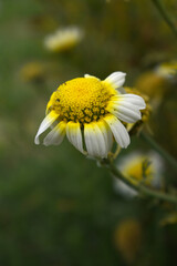 White Yellow Crown Daisy, Close-up of a white and yellow crown daisy flower, blooming in nature,...