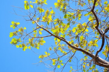 Gentle Yellow Tree Canopy Against Azure Sky