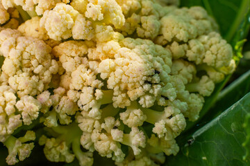 Cauliflower growing in a vegetable garden, beetles Carpophilus hemipterus, close-up
