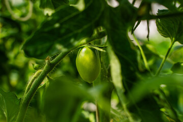 Green unripe tomatoes growing in a greenhouse, close-up