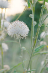 A blooming Creeping Thistle plant, Creeping thistles flower at the meadow. wild flower bloom, thistle in seed, natural flower, creeping thistle flower closeup, Closeup of fluffy creeping thistles seed