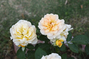Beautiful pink white rose flower closeup in garden, A very beautiful pink white rose flower bloomed on the rose tree, Rose flower closeup, bloom flowers, Natural spring flower floral background