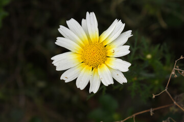 White Yellow Crown Daisy, Close-up of a white and yellow crown daisy flower, blooming in nature, Close-up shot of beautiful White yellow Crown Daisy flower (Chrysanthemum coronarium), Crown Daisy,