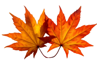 Two Vibrant Orange and Yellow Autumn Maple Leaves PNG file isolated on transparent background, Detailed Closeup Showing Leaf Veins and Texture