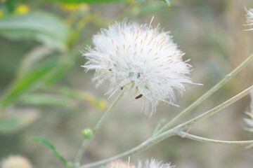 A blooming Creeping Thistle plant, Creeping thistles flower at the meadow. wild flower bloom, thistle in seed, natural flower, creeping thistle flower closeup, Closeup of fluffy creeping thistles seed