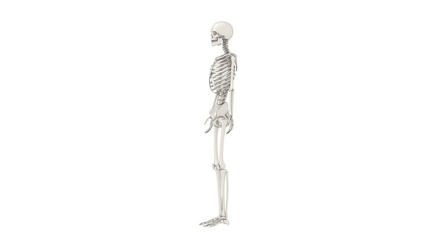 bones of human body, skeleton model, 3d rendered animation, alpha channel available