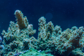 Acropora SPS Coral Macro Photo with Extended Polyps in Tropical Reef Aquarium