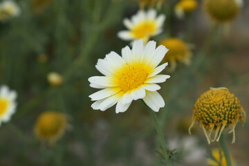 White Yellow Crown Daisy, Close-up of a white and yellow crown daisy flower, blooming in nature, Close-up shot of beautiful White yellow Crown Daisy flower (Chrysanthemum coronarium), Crown Daisy,