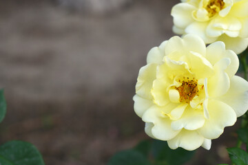 Beautiful white yellow rose flower closeup in garden, A very beautiful white yellow rose flower bloomed on the rose tree, Rose flower closeup, bloom flowers, Natural spring flower floral background