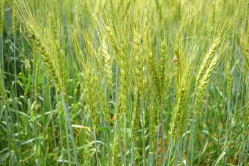 Green wheat field close up image, Green Wheat whistle, Wheat bran fields, agriculture, wheat field...