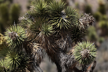The yucca tree is spread over the whole picture. Nevada. 2023