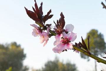 Beautiful Pink Peach Blossoms in a Garden, Pink Peach Flowers Blooming on Peach Tree, Beautiful...
