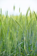 Green wheat field close up image, Green Wheat whistle, Wheat bran fields, agriculture, wheat field Pakistan, closeup of green cereal field