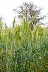 Green wheat field close up image, Green Wheat whistle, Wheat bran fields, agriculture, wheat field Pakistan, closeup of green cereal field