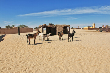 Goats in the small village in Sahara desert, Mauritania, West Africa