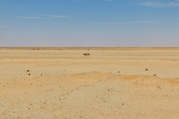 Nature of Sahara Desert, Mauritania, West Africa