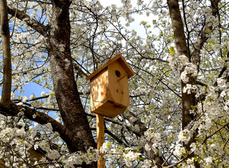 Wooden birdhouse mounted on a tree trunk among blooming white spring flowers. The scene is bathed in