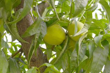 Fresh young unripe Peach fruits on a tree branch with leaves closeup, A bunch of unripe Peaches on...
