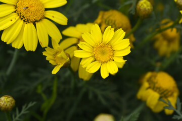 Bright Yellow Crown Daisy, Close-up of a Bright yellow crown daisy flower, blooming in nature, Close-up shot of beautiful yellow Crown Daisy flower (Chrysanthemum coronarium), Crown Daisy,