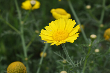 Obraz premium Bright Yellow Crown Daisy, Close-up of a Bright yellow crown daisy flower, blooming in nature, Close-up shot of beautiful yellow Crown Daisy flower (Chrysanthemum coronarium), Crown Daisy,