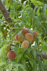Fresh Ripe Peach fruits on a tree branch with leaves closeup, A bunch of ripe Peaches on a branch,...