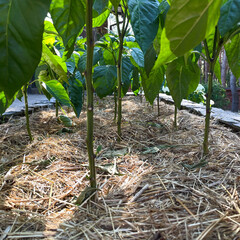 Green pepper plants growing in a raised garden bed with straw mulch for moisture retention in...