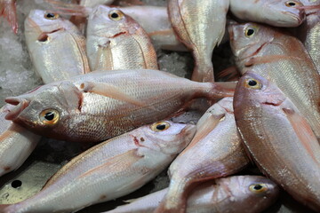 Fresh fish close up at the fish market in Loulé, Portugal  