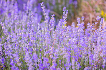 Purple lavender field close-up
