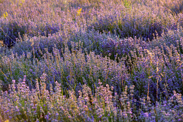 Sunset Lavender Field close-up in the summer