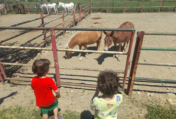 Bambini che guardano i Cavalli ed gli Asini nel maneggio dell'agriturismo