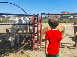 Bambini che guardano i Cavalli ed gli Asini nel maneggio dell'agriturismo