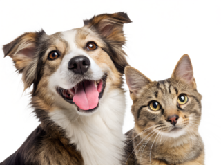 Cute Dog and Cat Friends Isolated on Transparent Background PNG